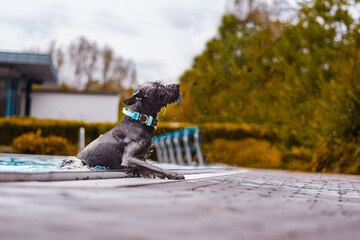 Playful Schnauzer Enjoying a Refreshing Dip by the Poolside Exiting the Water on a Sunny Day with...