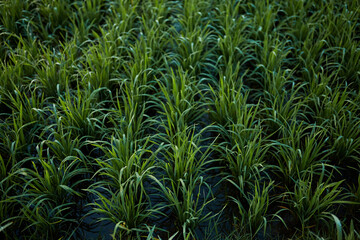 New juicy green rice terraces are covered with morning dew on the popular island of Bali.