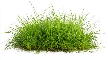 Fresh Green Grass Isolated on White Background