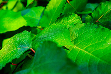 Close-Up View of Vivid Green Leaves with Morning Dew in Natural Sunlight