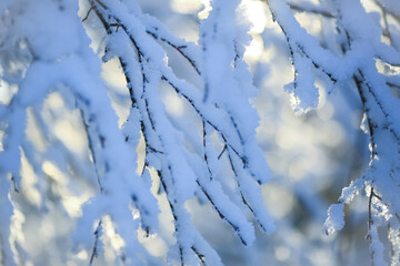 Ice and snow on the plants after snowfall