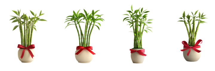 Fortune year in wealth indoor plant arrangement minimalist home nature's touch bright environment contemporary viewpoint