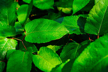 Vibrant Green Leaves with Dew Drops in Sunlight Creating a Fresh and Natural Atmosphere