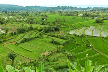 Picturesque rice terraces on the popular tourist island of Bali.