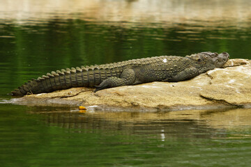 Image of crocodile lying on rock in lake.