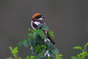 Wildlife-birds. The woodchat shrike (Lanius senator) bird belongs to the laniidae family. Shrub open fields and hedges on the edges of these fields are their habitats. They usually feed on insects.