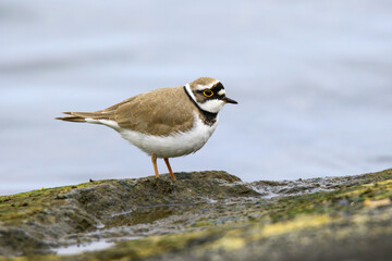 Wildlife - Birds. Little ringed plover birds living on sandy and pebbly lake shores and streams feed on insects, caterpillars and worms and small reptiles.