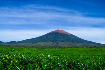 Tea plantation with Mount Kerinci as a backdrop in Kayu Aro District, Kerinci Regency, Jambi Province, Indonesia.