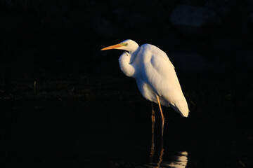Wildlife - birds. Great egret (Ardea alba) lives in swamps and wetlands. They nest in colonies on shrubs and trees near wetlands. They feed on fish, amphibians, crustaceans and insects.