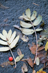 Leaf, red, berry, fall, autumn, cold, ground, fallen, season, Christmas