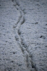 Tracks in the snow