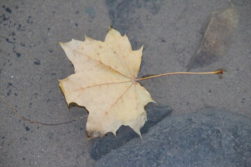 autumn leaves on the ground