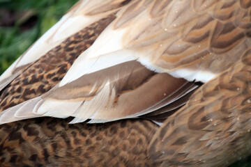 close up of a bird