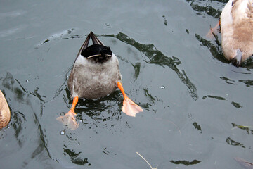 duck on the water bottoms up