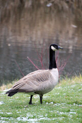 country goose branta canadensis