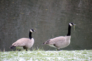 Canada geese