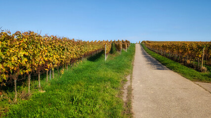 Obraz premium a road between autumn-colored vineyards under a blue sky and sunshine