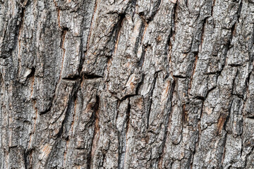 Wood abstract texture. Surface grunge backdrop. Dirty wooden effect pattern. Material background.
