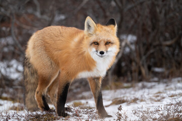 Red fox hunting near Churchill
