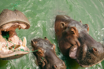 Hippopotamus Safari in Africa