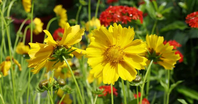 Coreopsis lanceolata |  Lanceleaf coreopsis - Lanceleaf tickseed - Lance-leaved coreopsis - Sand coreopsis. Flower heads with yellow ray florets around a central disc atop of  tall stems
