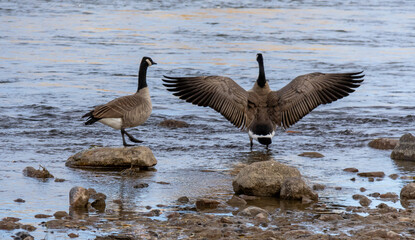 canada geese in the water