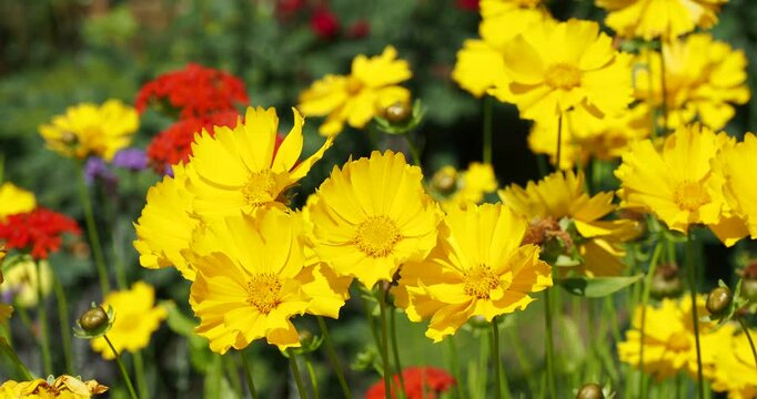 Clump of Lanceolate leaves flowers (Coreopsis lanceolata) with yellow, ligulate petals at the top of a thin, flexible green stems supporting the flower heads