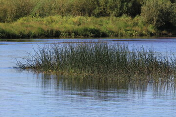 reeds in the water