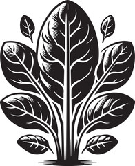 Spinach vector illustration silhouette on white background