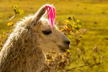 Obraz premium Laguna Humantay