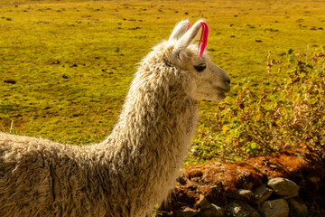 Fototapeta premium Laguna Humantay