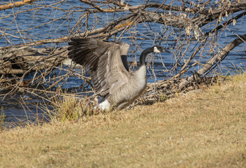 canada goose with wings spread
