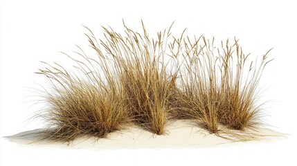 Dried Grass on Sandy Beach Landscape