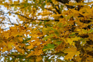Close-up view of autumn maple leaves on a tree, showcasing the vibrant shades of yellow and hints of green that characterize fall. The soft focus in the background enhances the depth and texture.
