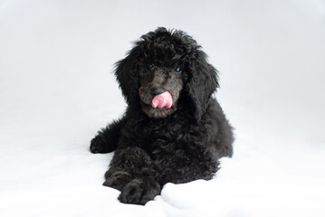 Black poodle puppy on white background