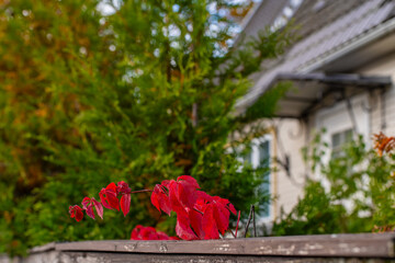 Vibrant branch of red leaves set against a blurred, lush green background, capturing a beautiful moment of autumnal transition. The branch extends across the frame, resting gently on a wooden fence.