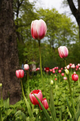 Obraz premium Vertical photo of unbloomed red tulips early in the morning