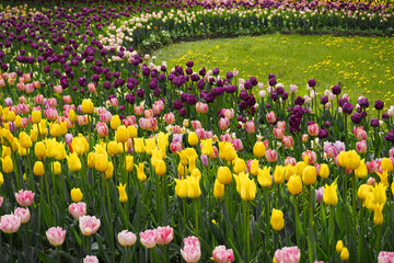 Fototapeta premium festival of beautiful tulips of different colors