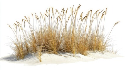 Golden Grass on Sandy Beach