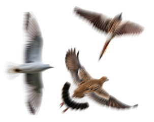 motion blur set of flying birds with moving effect, isolated on transparent background png for photo scenes montage
