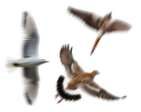 motion blur set of flying birds with moving effect, isolated on transparent background png for photo scenes montage