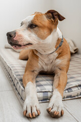 American Staffordshire Terrier lying down. The dog has a tan coat with white markings on its face and chest. The dog's deep expressive eyes look to the left.