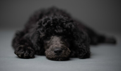 Puppy face close up of nose