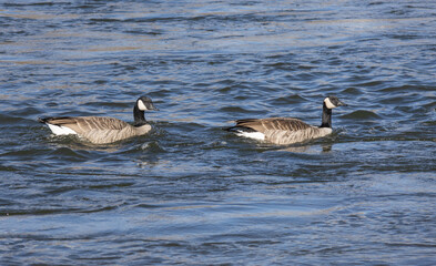 canadian geese swimming in the river