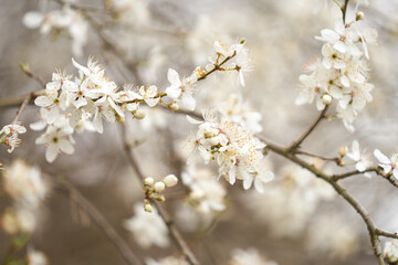 Obraz premium Spring blooming of gardens. Tree branches with white flowers close-up on blurred background.