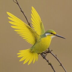 Fototapeta premium yellow and blue bird
