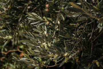 blooming olive trees as popular mediterranean farming tree, coastal lyfestyle symbol