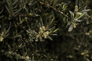 blooming olive trees as popular mediterranean farming tree, coastal lyfestyle symbol