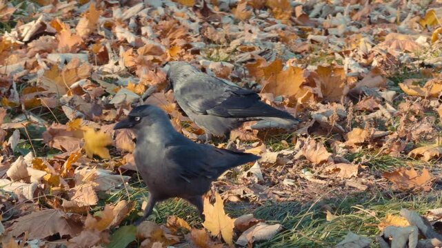 a jackdaw bird searches for food in a pile of fallen leaves and grass