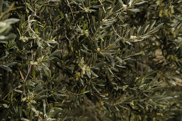 blooming olive trees as popular mediterranean farming tree, coastal lyfestyle symbol